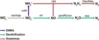 Transcriptional and Post-transcriptional Control of the Nitrate Respiration in Bacteria